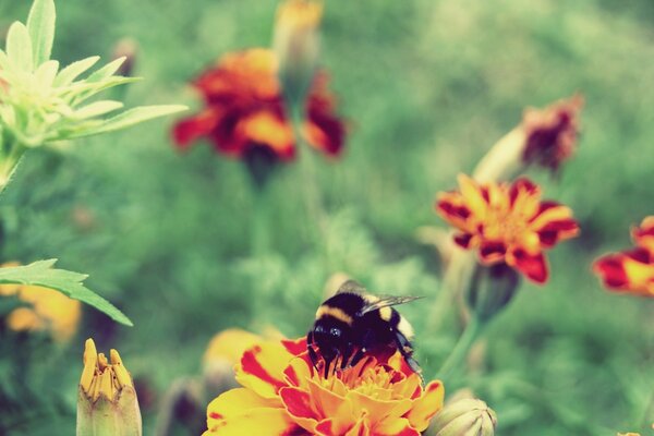 Insecte de la faune abeille