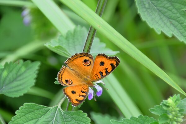 Pelirroja de ojos naturales mariposa