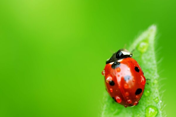 Coccinelle nature Beetle