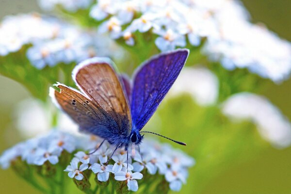 Mariposa en la flor con fondo borroso