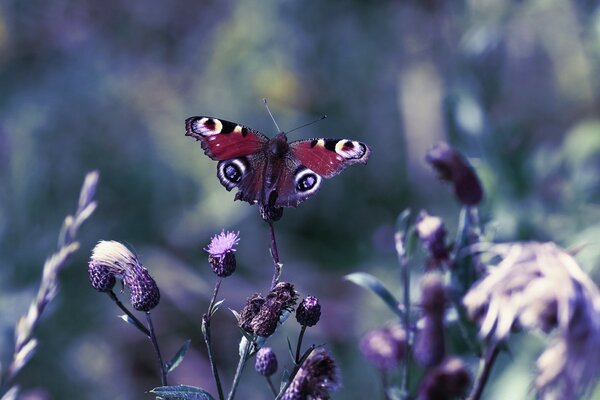 Butterfly on a flower purple background