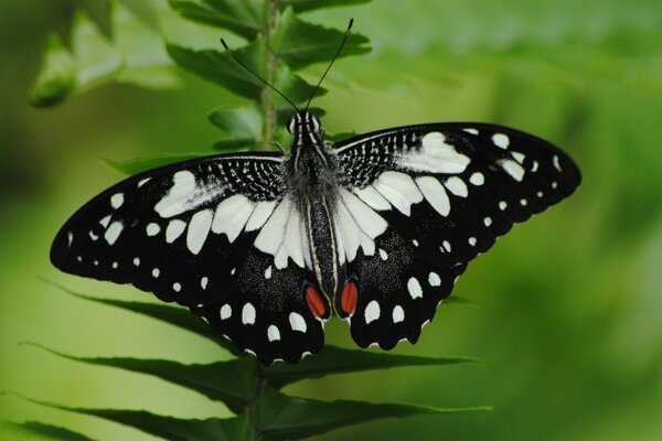 Black and white butterfly with mouths on a flower