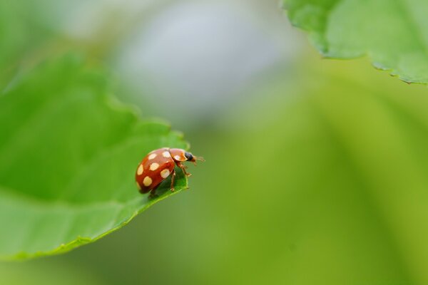 Insetto coccinella su foglia estate