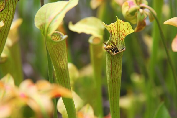 Plantas verdes al sol