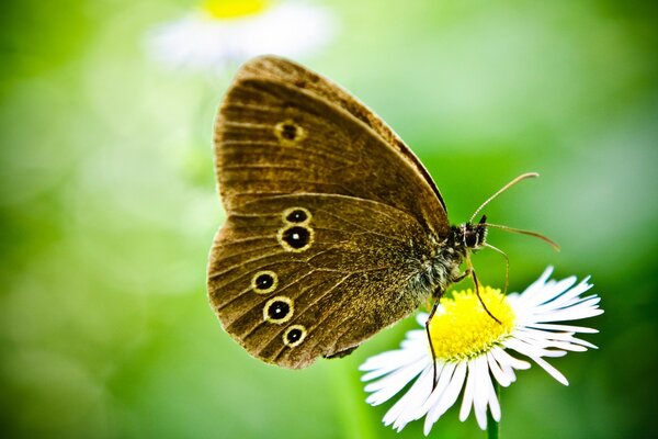 Schmetterling auf einer Blume auf grünem Hintergrund