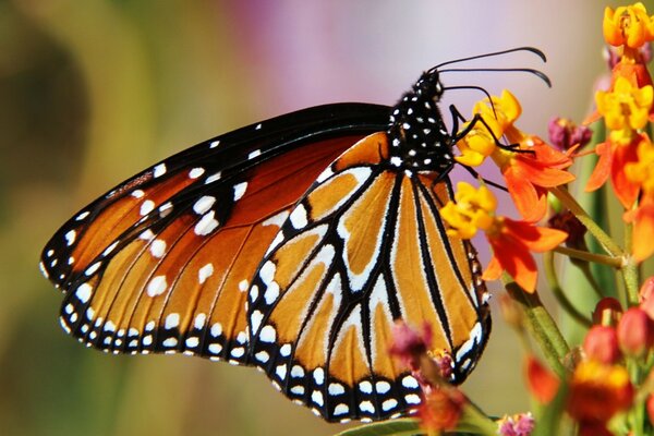 A butterfly collects nectar from a flower