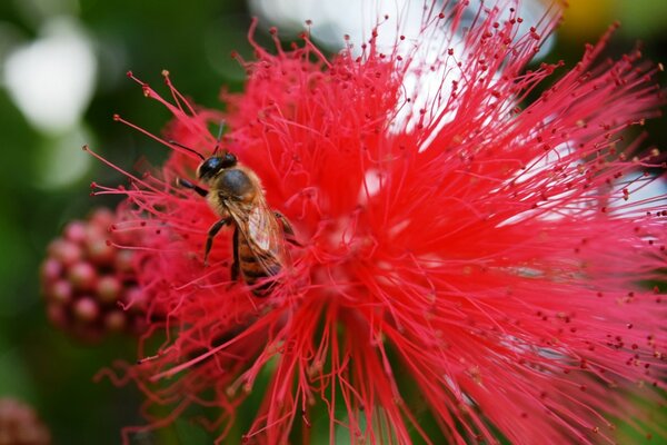 Em uma flor vermelha senta-se uma abelha