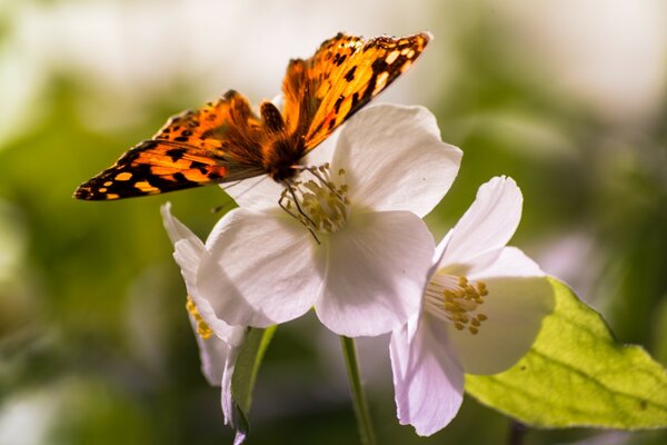 Papillon accroupi sur la fleur pour manger du nectar