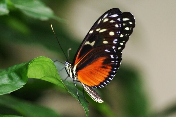 La naturaleza de las mariposas es cuando un hombre habla de su esposa