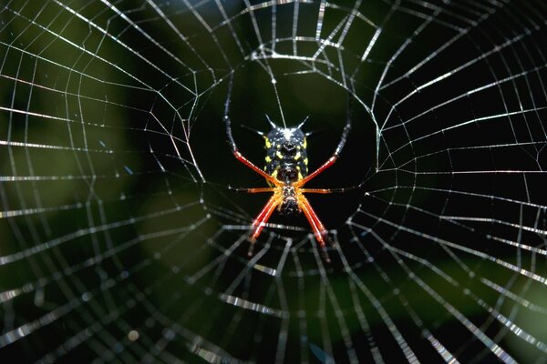 Eine Spinne sitzt auf einem Spinnennetz