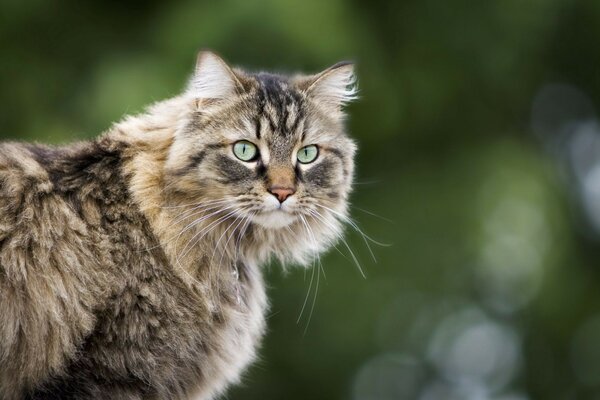 Gato peludo sobre fondo verde