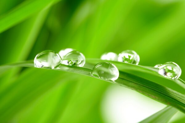 العشب الأخضر الندى شفرة من العشب الأخضر قطرات من الماء