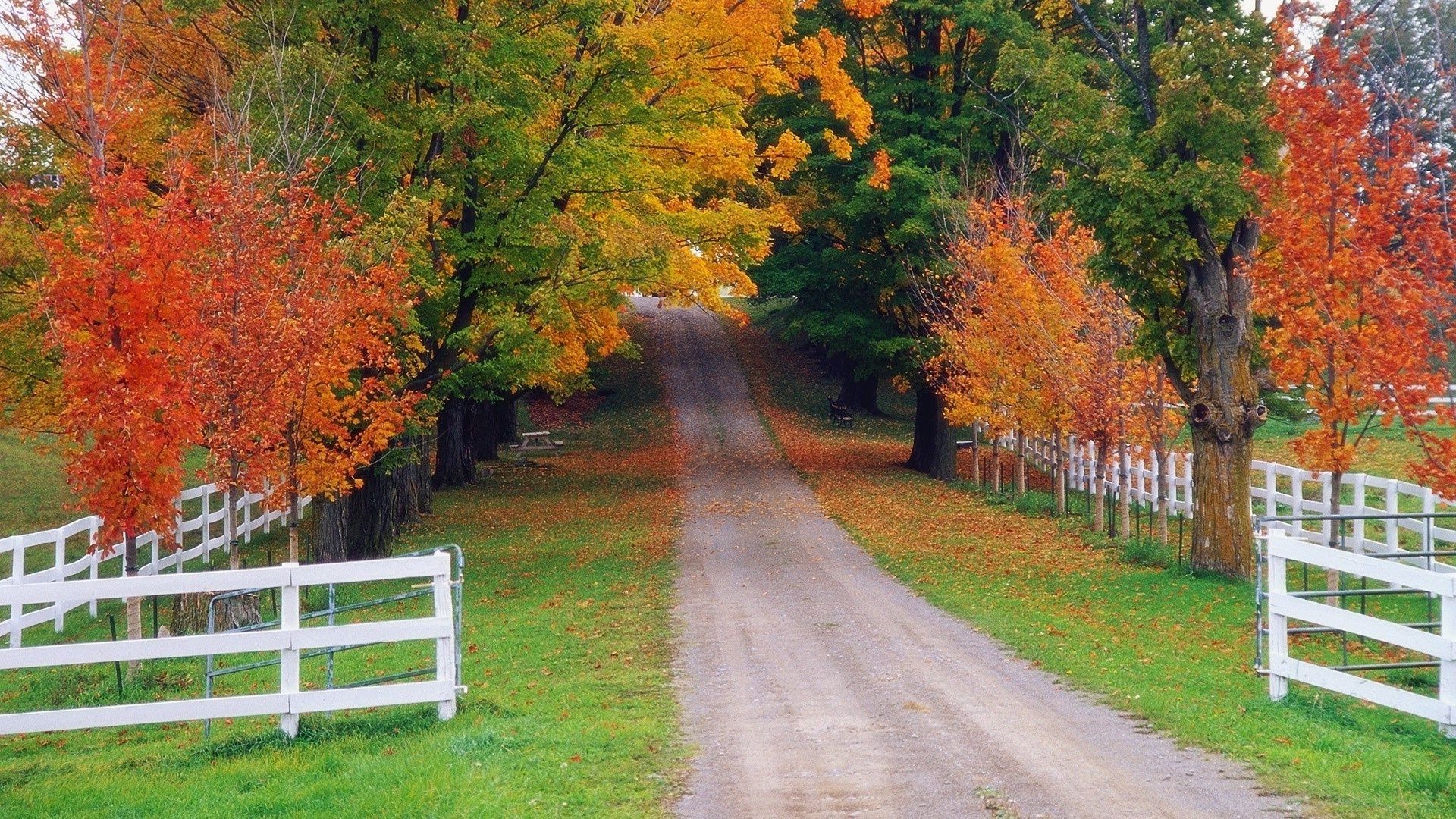 otoño otoño hoja árbol madera paisaje naturaleza arce al aire libre temporada parque escénico banco campo placid carretera guía rural brillante luz del día