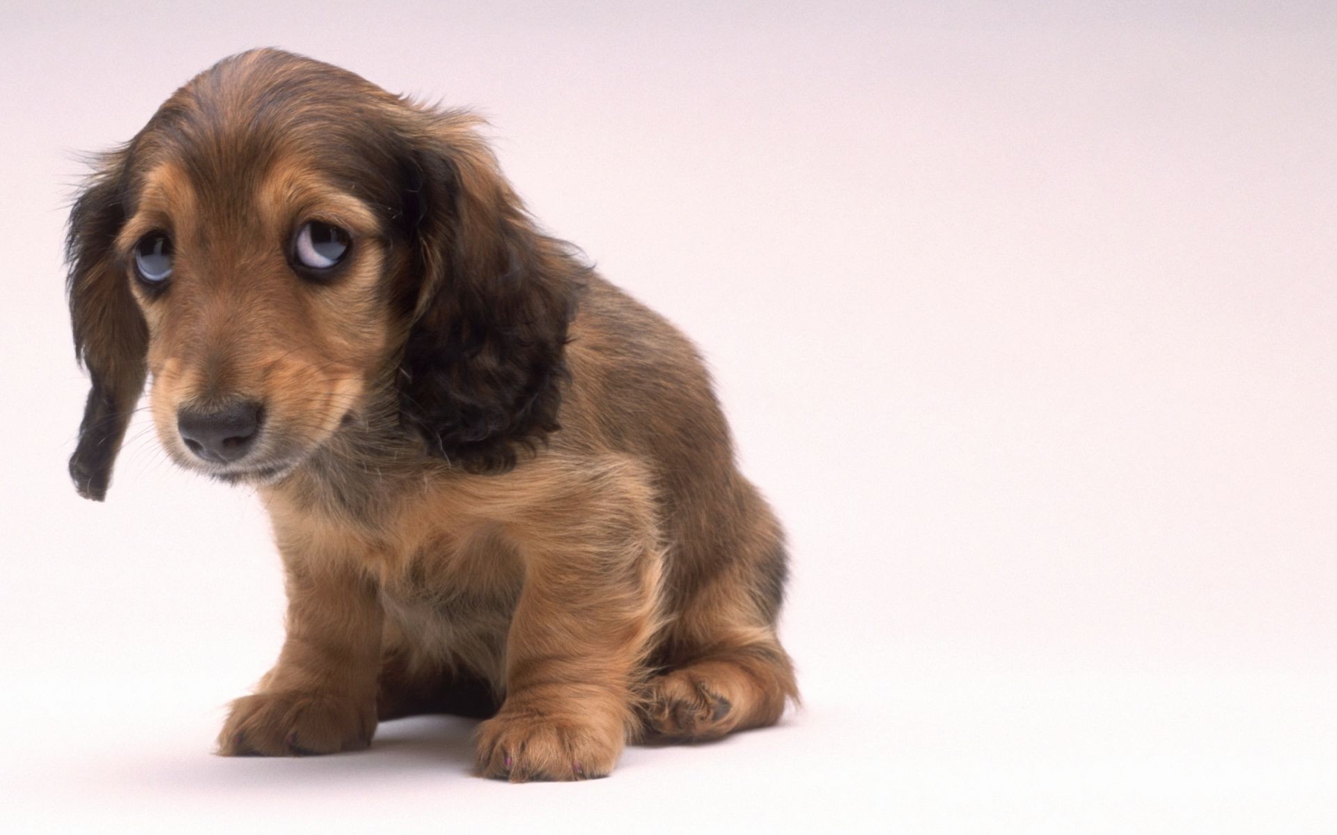 chien chien mignon animal de compagnie mammifère canin chiot animal studio petit portrait pur-sang aperçu race pedigree domestique s asseoir fourrure