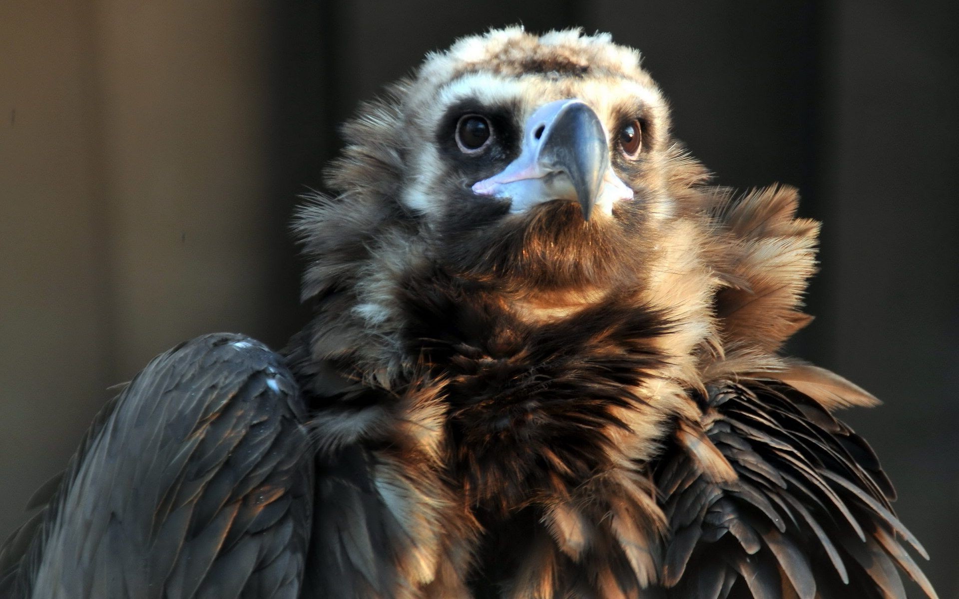 animales raptor pájaro águila presa cetrería vida silvestre retrato buitre pluma animal zoológico ojo pico depredador halcón calvo halcón naturaleza majestuoso