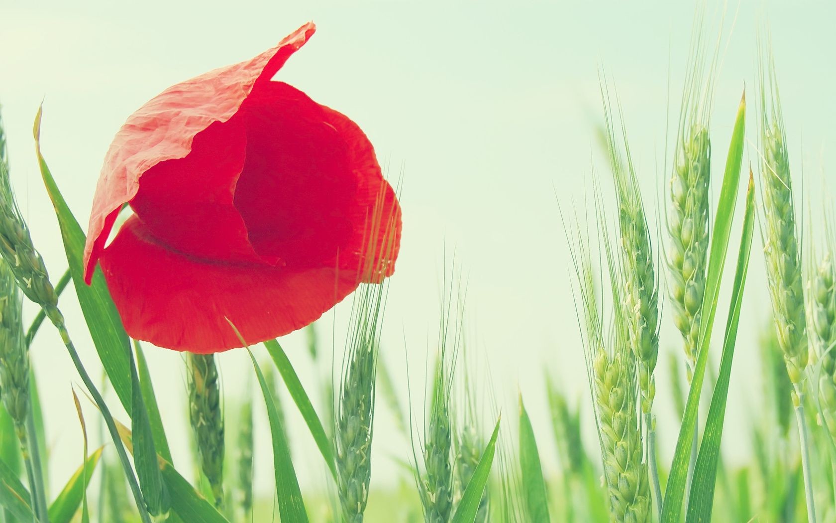 flowers nature summer field grass flora growth rural flower leaf sun bright hayfield fair weather season garden