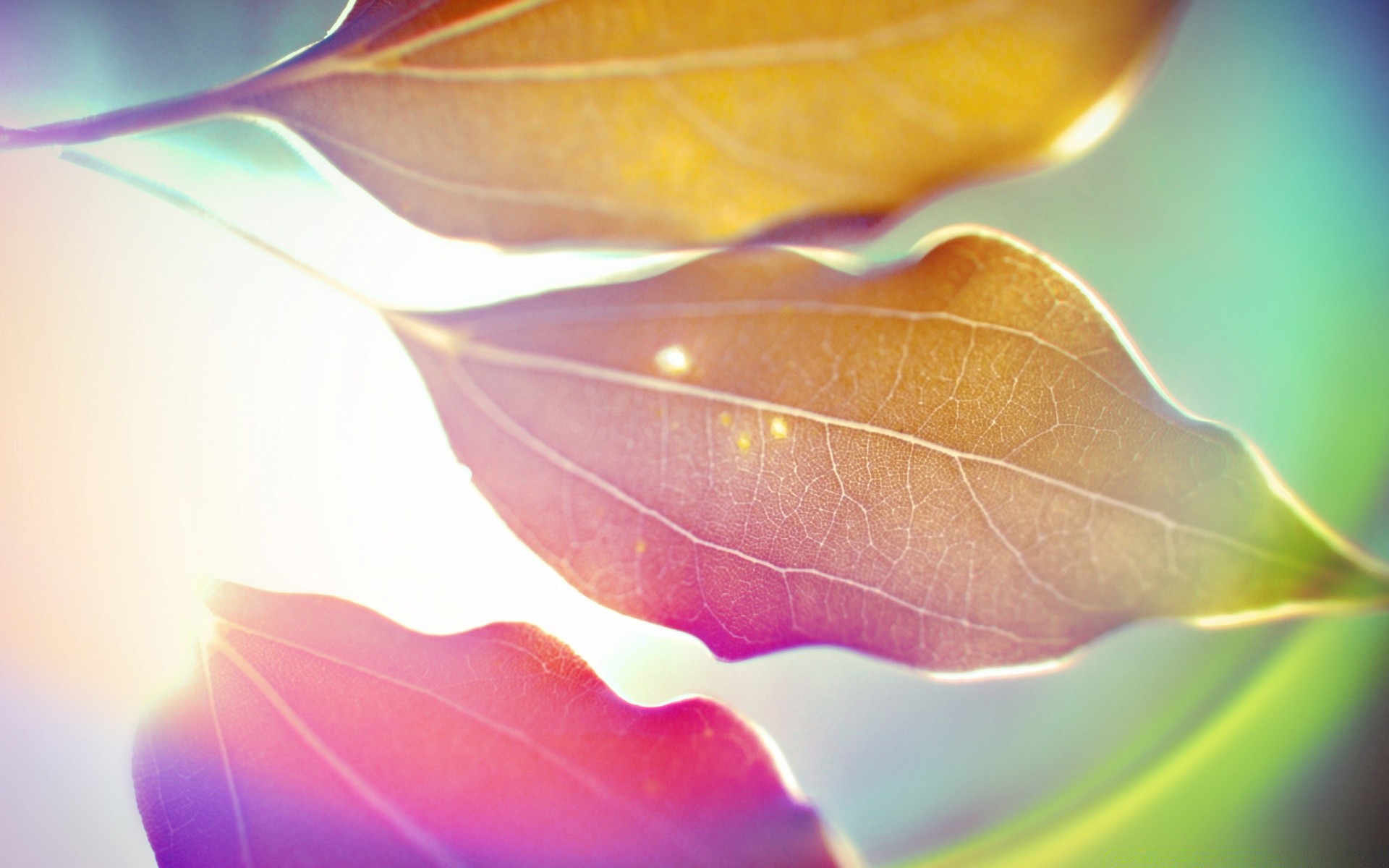 bright colors leaf nature color rain flora bright abstract light desktop blur fall water drop shining texture