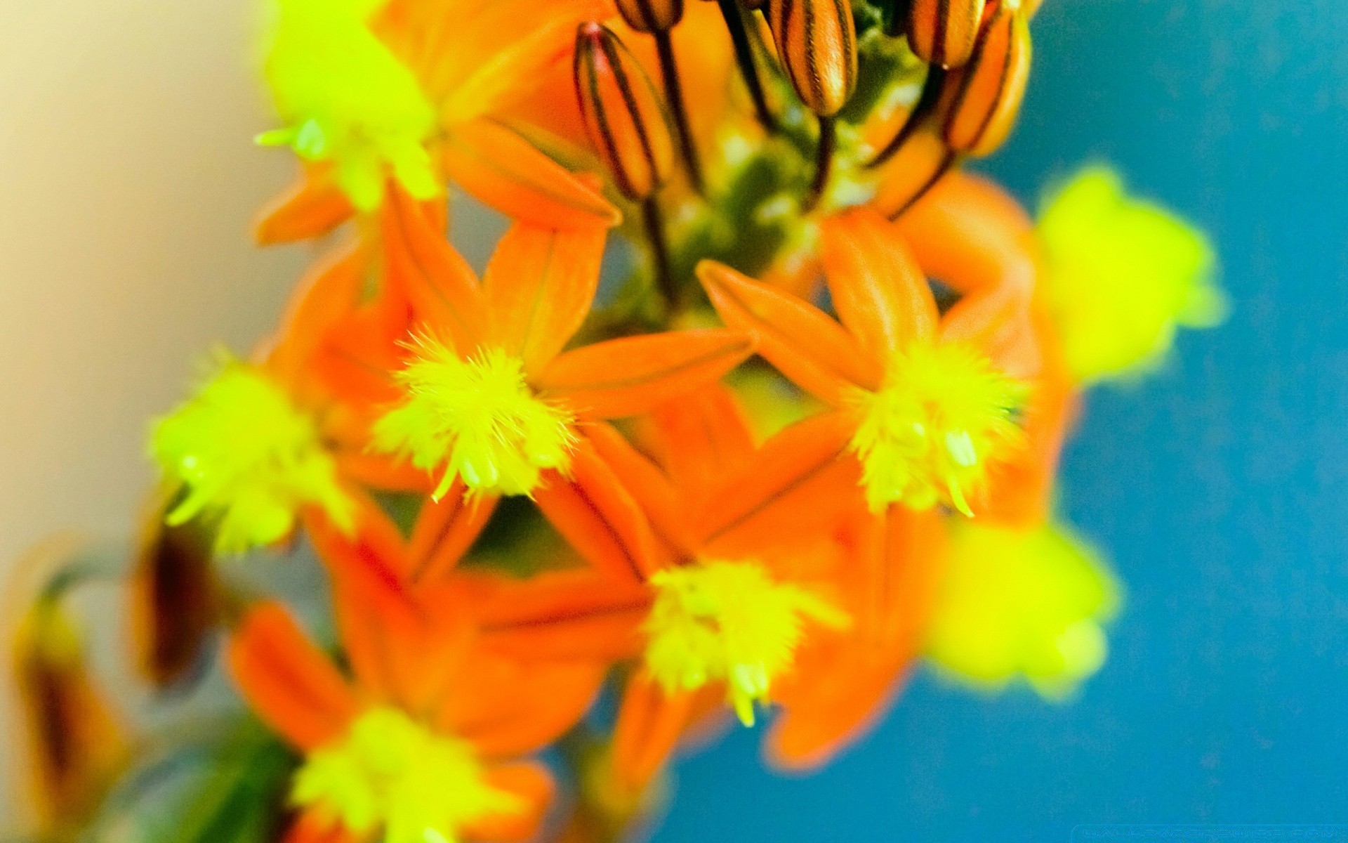 鲜艳的色彩 自然 花 植物群 叶 夏天 花卉 明亮 颜色 花瓣 模糊 花园