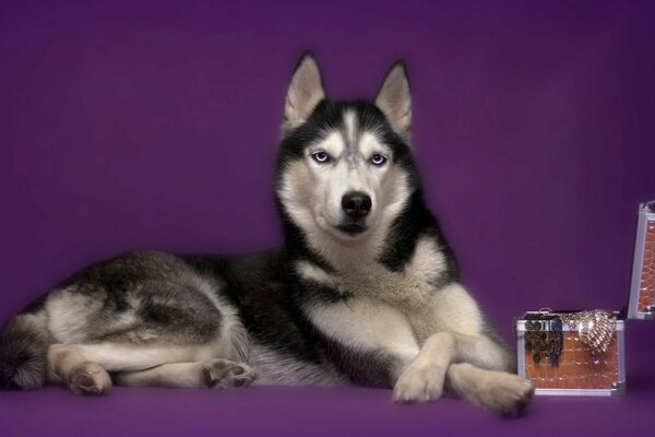 Gorgeous dog on guard