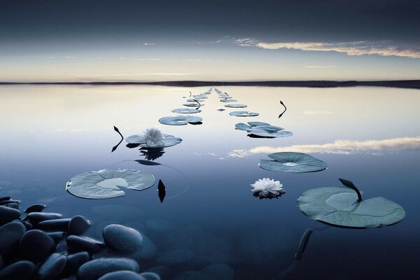 The road from lotuses to the heavenly distance