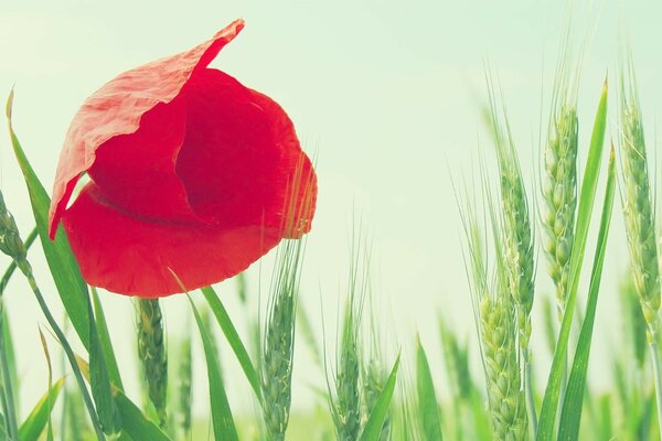 A scarlet poppy among a field of spikelets