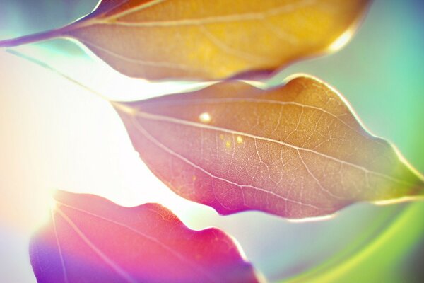 Photographie macro de feuilles jaunes soleil