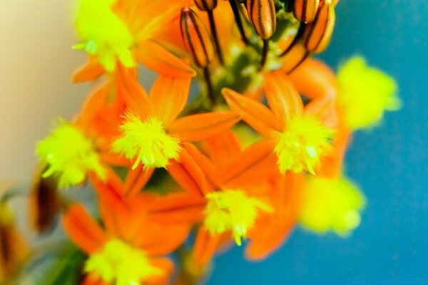 Fleurs jaunes sur fond bleu