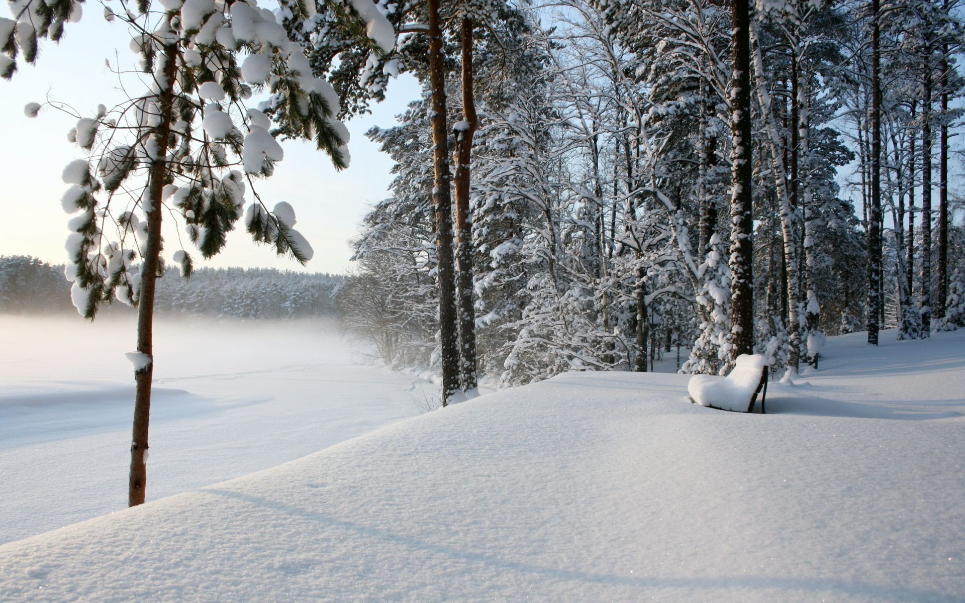 invierno nieve árbol escarcha frío madera congelado paisaje clima hielo escénico temporada tormenta de nieve nevado rama blanco como la nieve helada ventisca evergreen