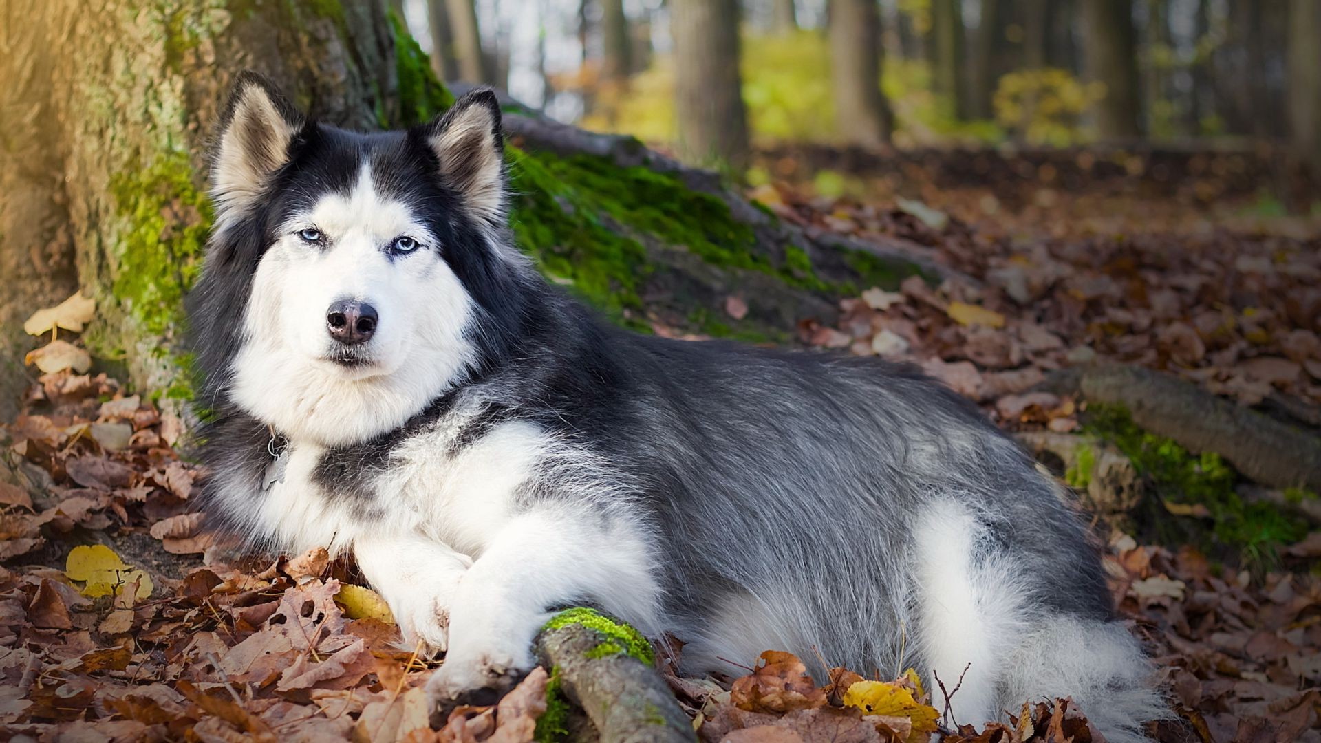 dogs dog mammal nature cute canine portrait outdoors animal fall wood pet wolf fur