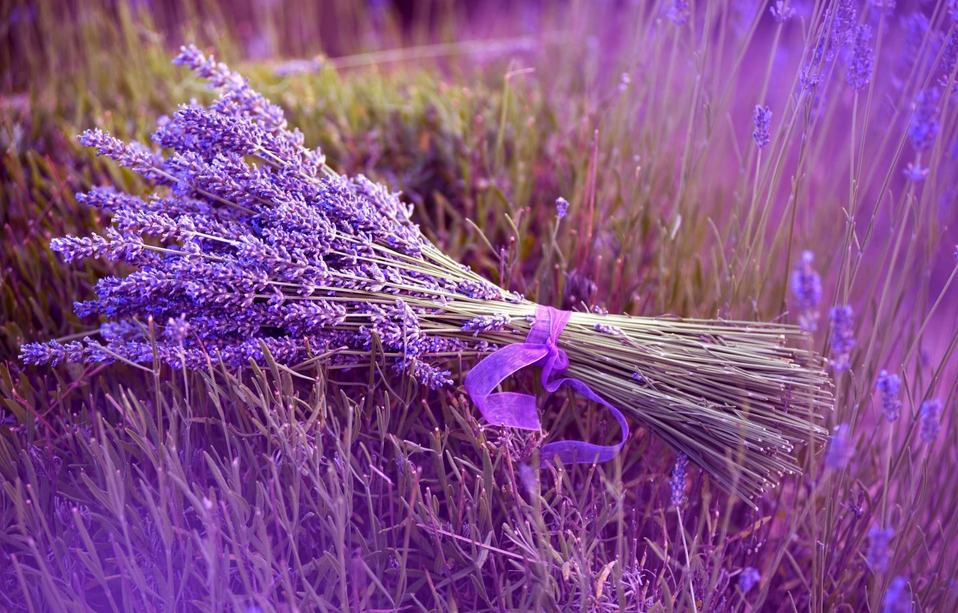 鲜花、自然、薰衣草、植物、花、颜色、香水的花束