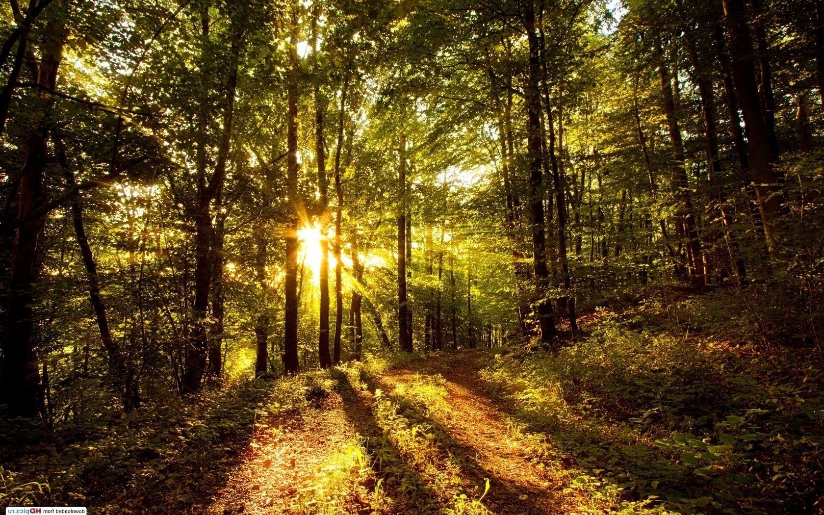 las drewno drzewo krajobraz natura park droga światło świt słońce liść środowisko dobra pogoda przewodnik jesień mgła mgła ścieżka sezon sceniczny na zewnątrz