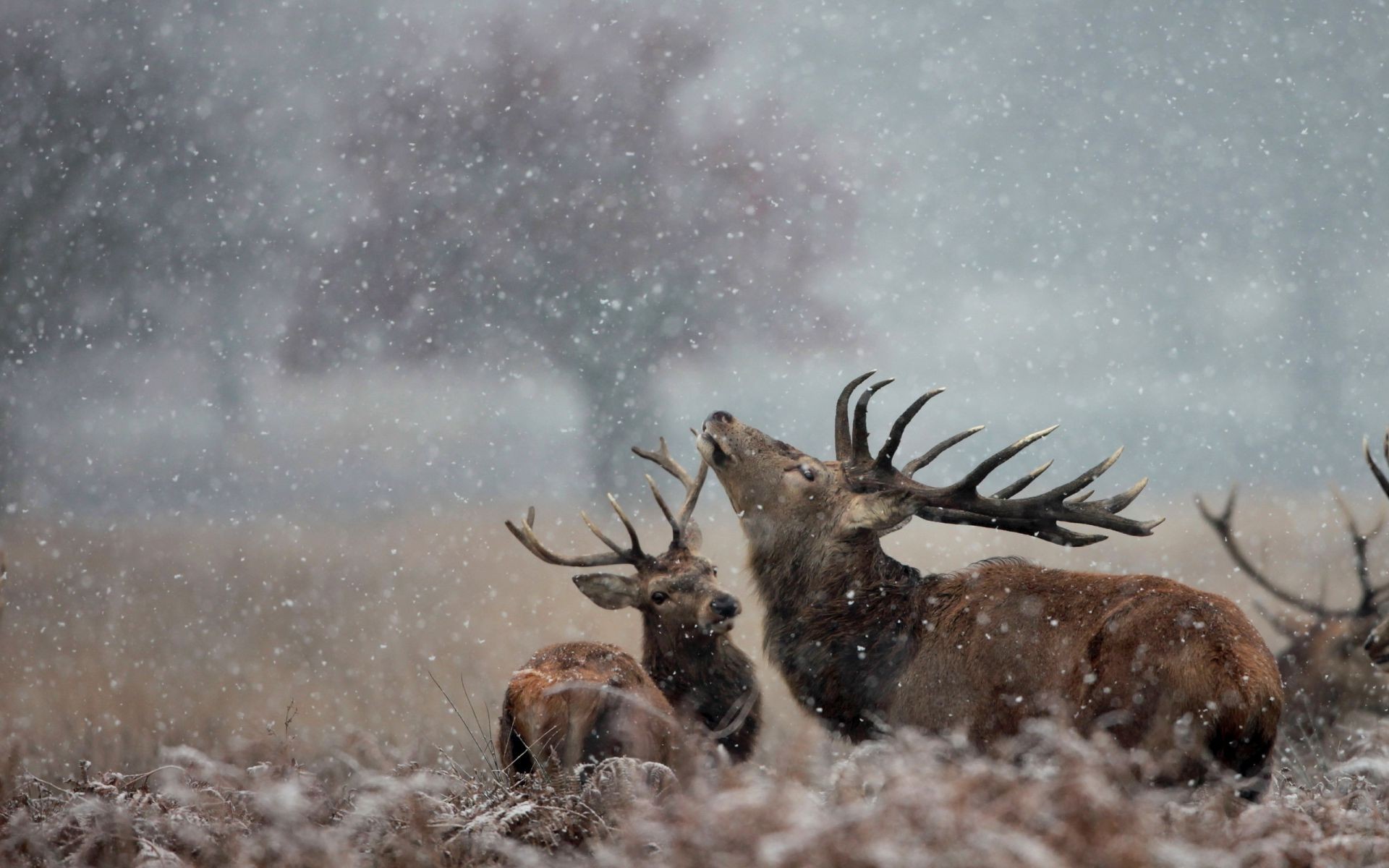 Deer snow nature - Phone wallpapers