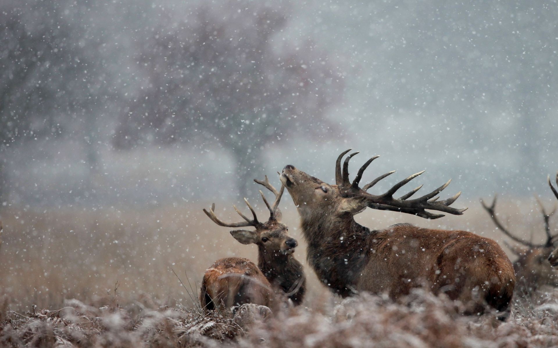 hirsch tierwelt im freien natur winter säugetier