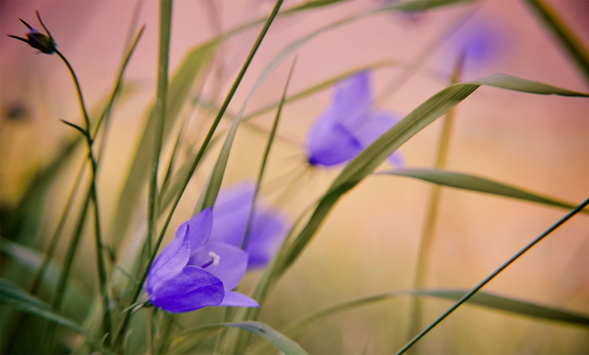 flowers nature flower flora grass leaf summer close-up garden field color growth outdoors blur floral season bright hayfield blooming