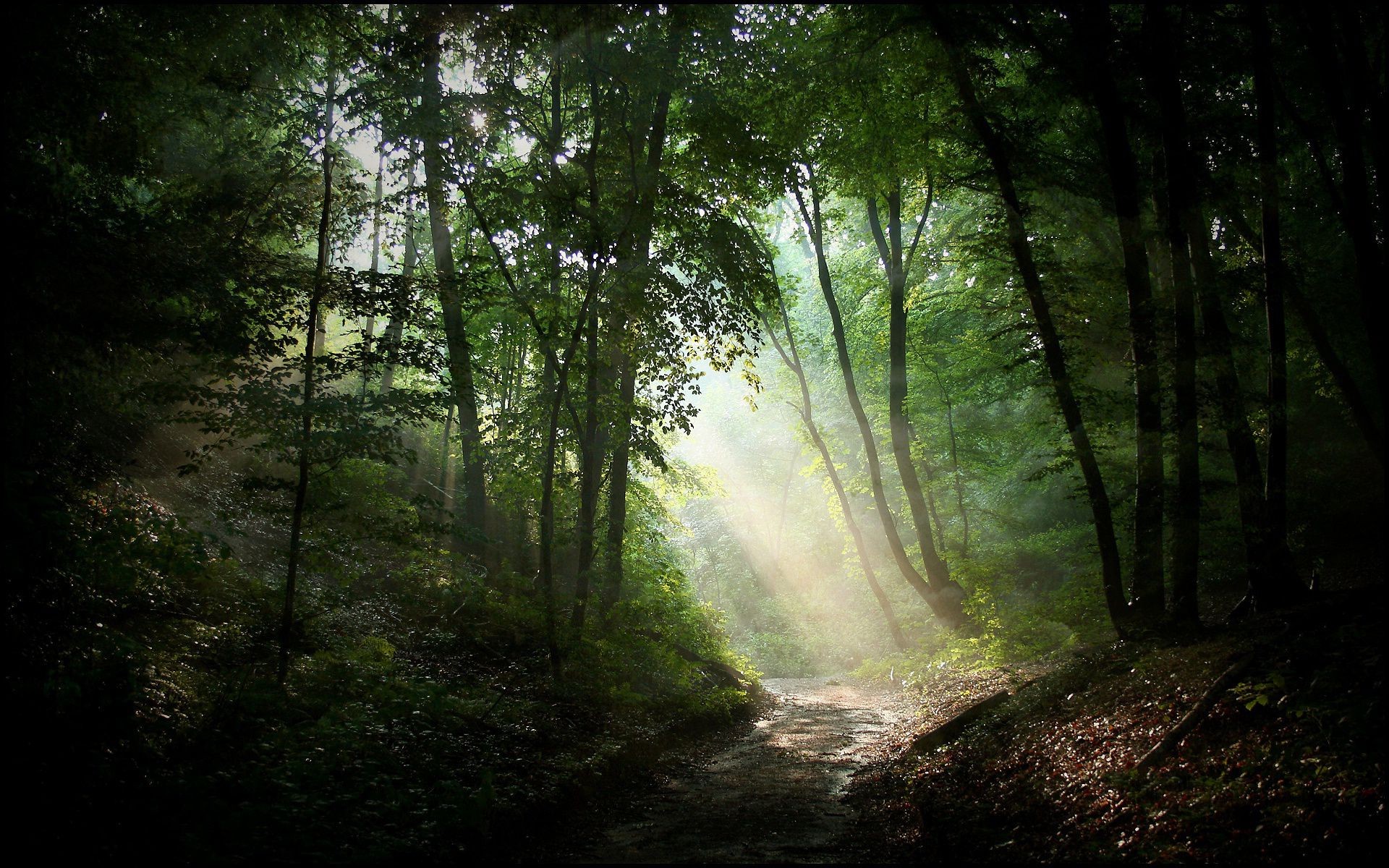 krajobrazy drewno krajobraz mgła natura drzewo mgła liść park słońce świt światło dobra pogoda mech środa jesień sunbeam bujne oświetlony sceniczny