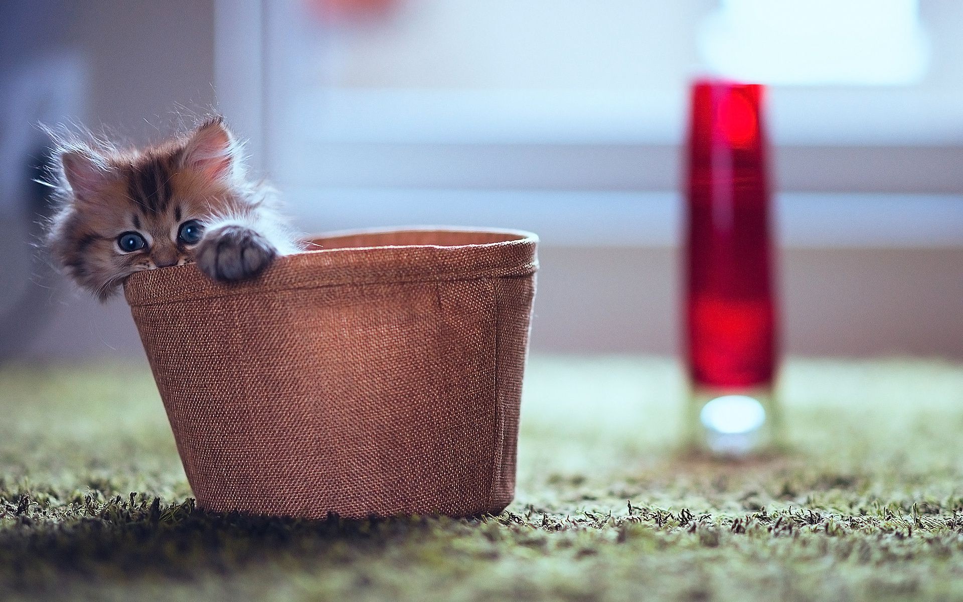 katzen katze stillleben unschärfe eins