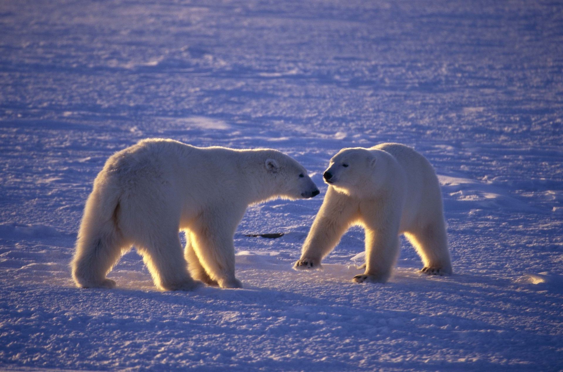 ours neige givré hiver mammifère glace faune à l extérieur eau froid deux lumière du jour vue latérale