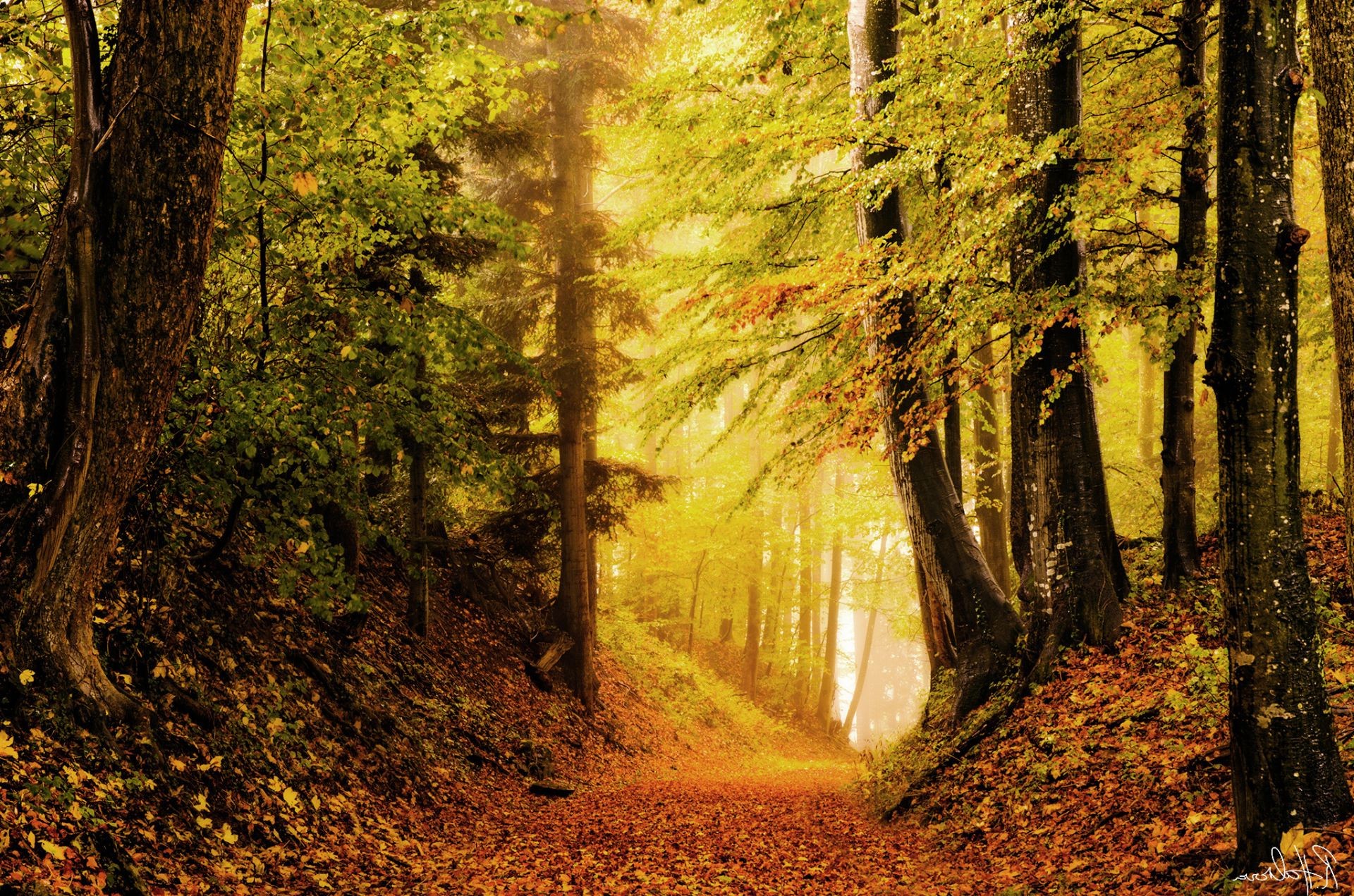 autunno legno autunno foglia albero natura parco paesaggio guida all aperto bel tempo strada alba scenico luce nebbia lussureggiante trekking sentiero sole