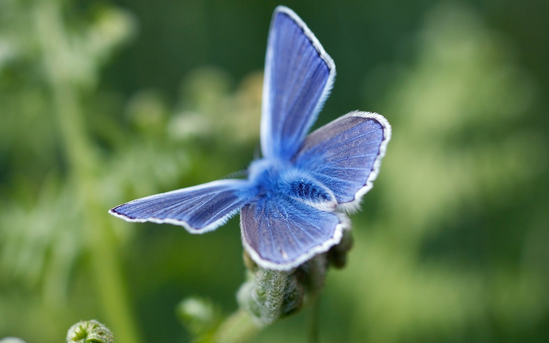 insetti natura estate all aperto insetto foglia farfalla fiore giardino flora selvaggio erba luminoso