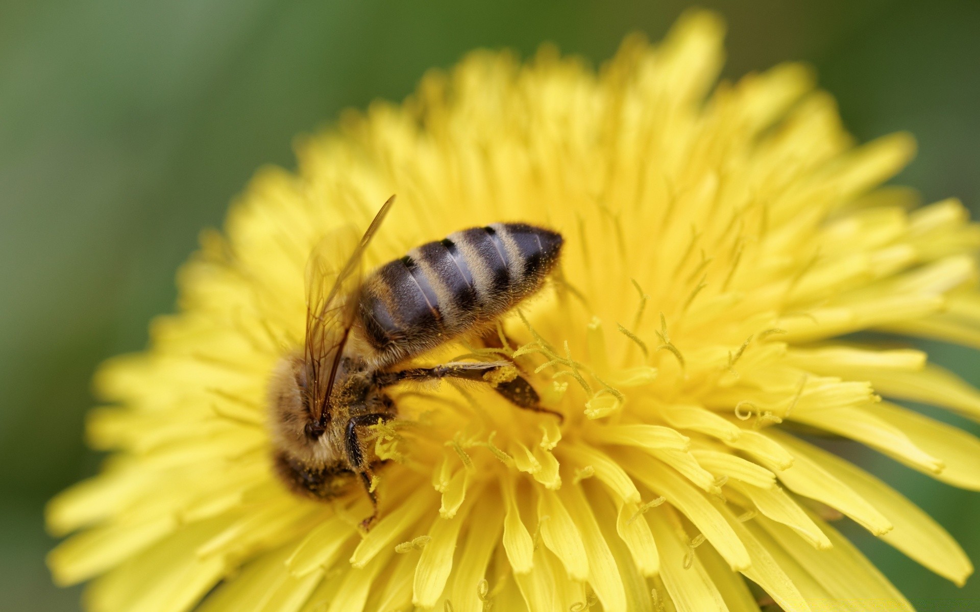 insetos natureza abelha inseto pólen flor mel verão dente de leão flora abelhas ao ar livre polinização néctar jardim