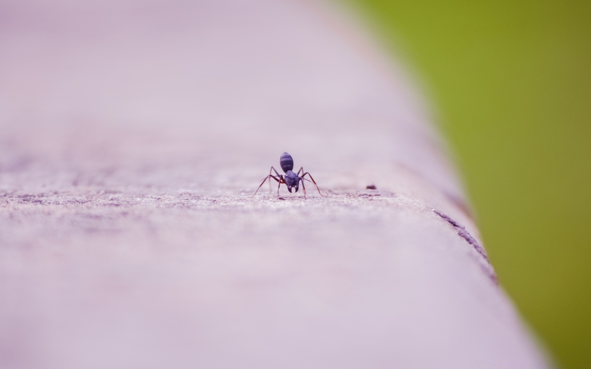 insects blur nature snow outdoors daylight insect