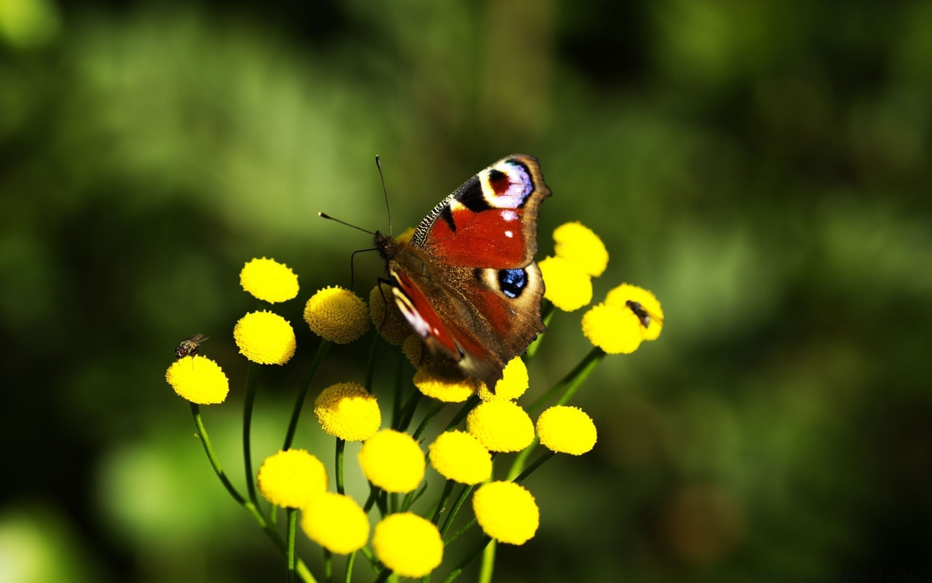 insetti farfalla natura insetto di colore luminoso della fauna selvatica ala animale estate close-up fiore all aperto flora giardino