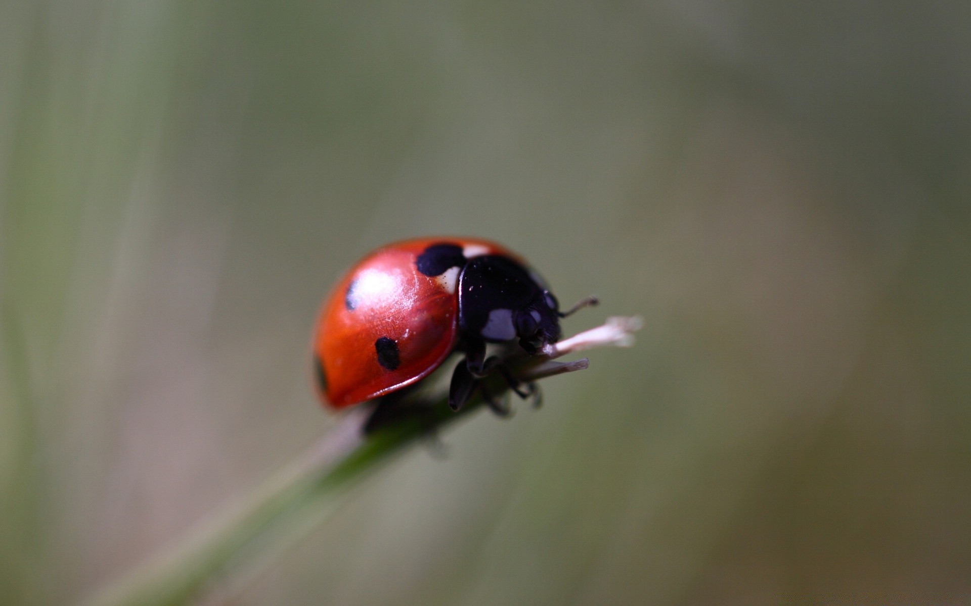 insekten marienkäfer käfer insekt winzige biologie natur sommer zoologie im freien gras tierwelt blatt