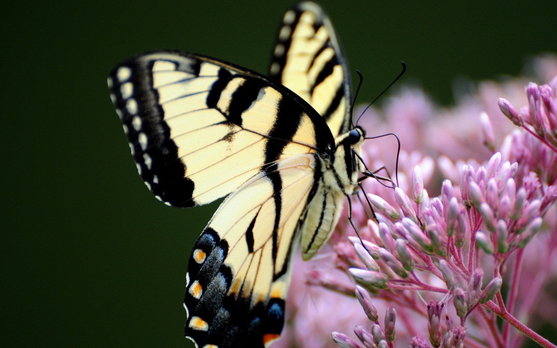 insects butterfly nature insect flower wildlife outdoors summer animal invertebrate leaf