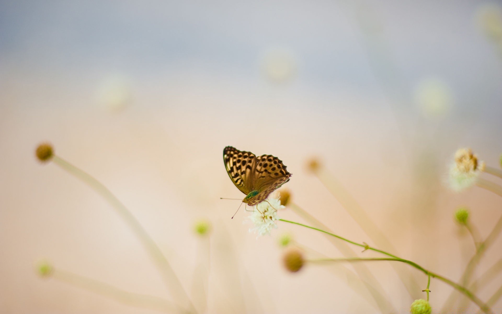 farfalla natura insetto sfocatura fiore all aperto estate poco bel tempo foglia fauna selvatica flora sole erba