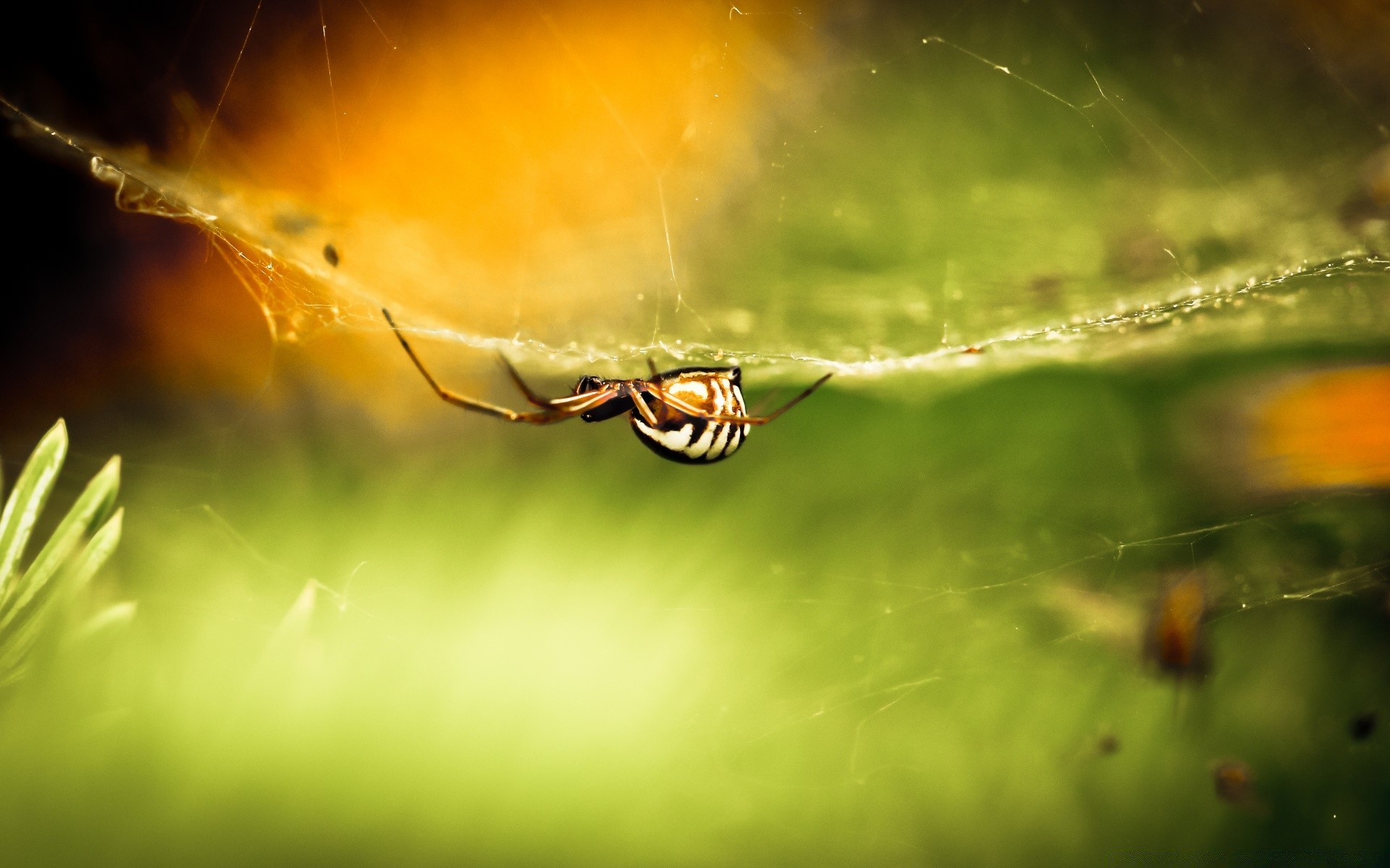 insectes insecte araignée nature jardin lumière fleur couleur