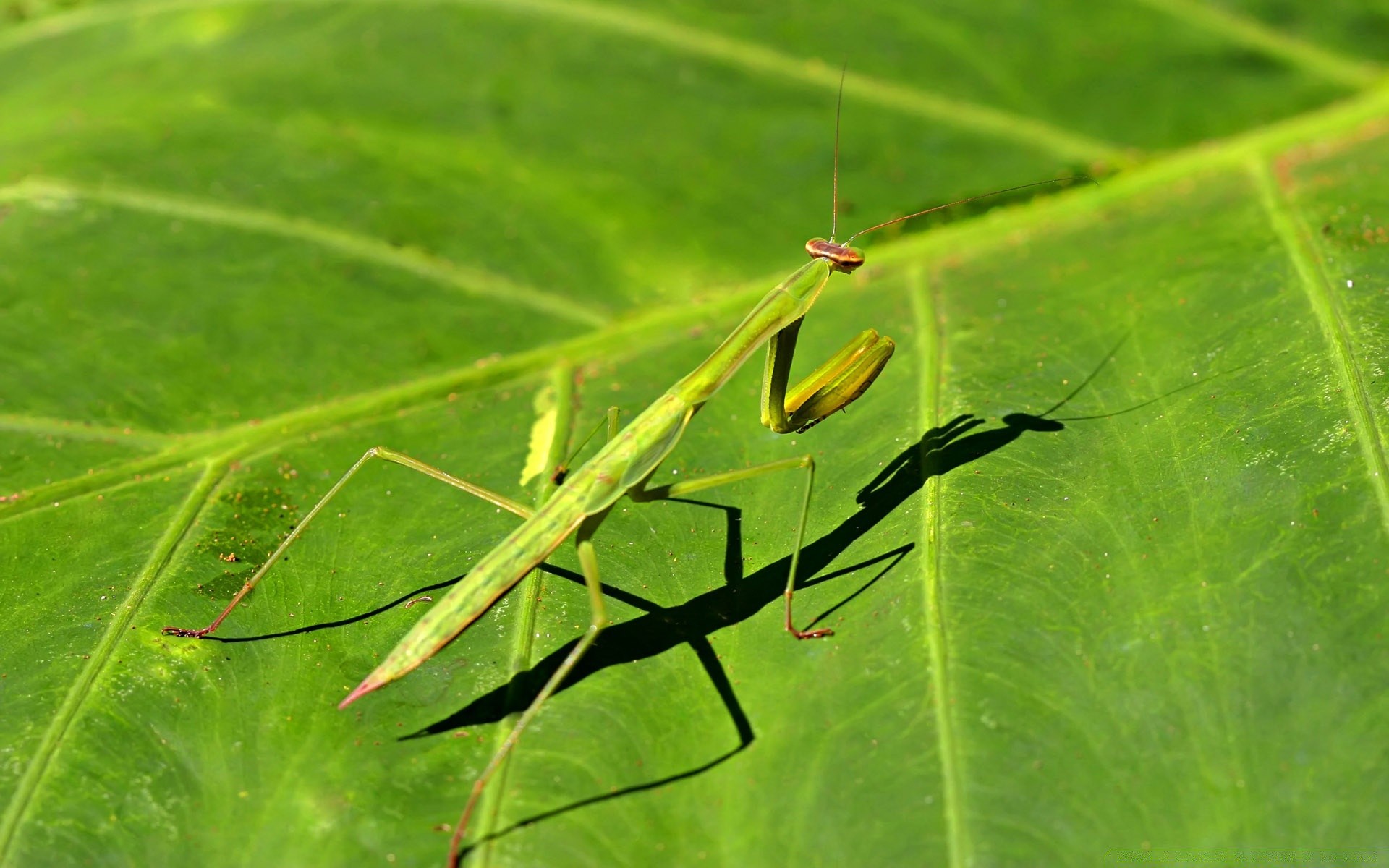 insects leaf insect mantis nature antenna invertebrate wildlife grasshopper flora animal outdoors growth wild garden