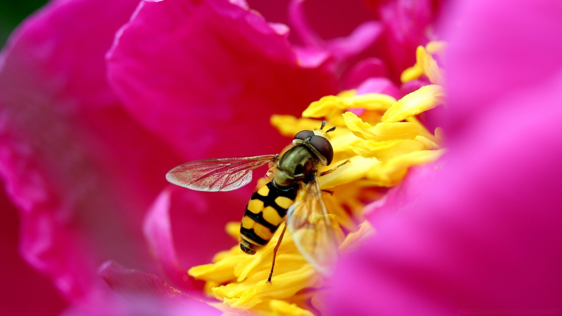 insectes nature fleur insecte été pollen jardin couleur abeille flore gros plan lumineux belle pétale mouche à l extérieur sauvage à proximité