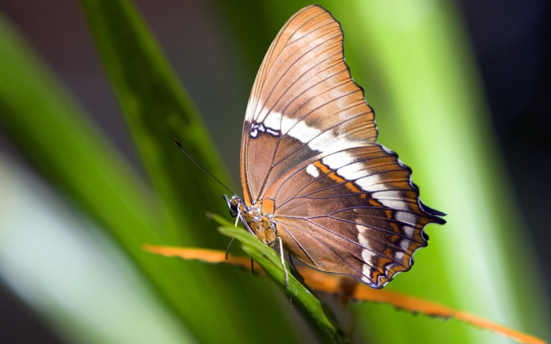 papillon insecte nature faune invertébrés à l extérieur été animal feuille aile délicat