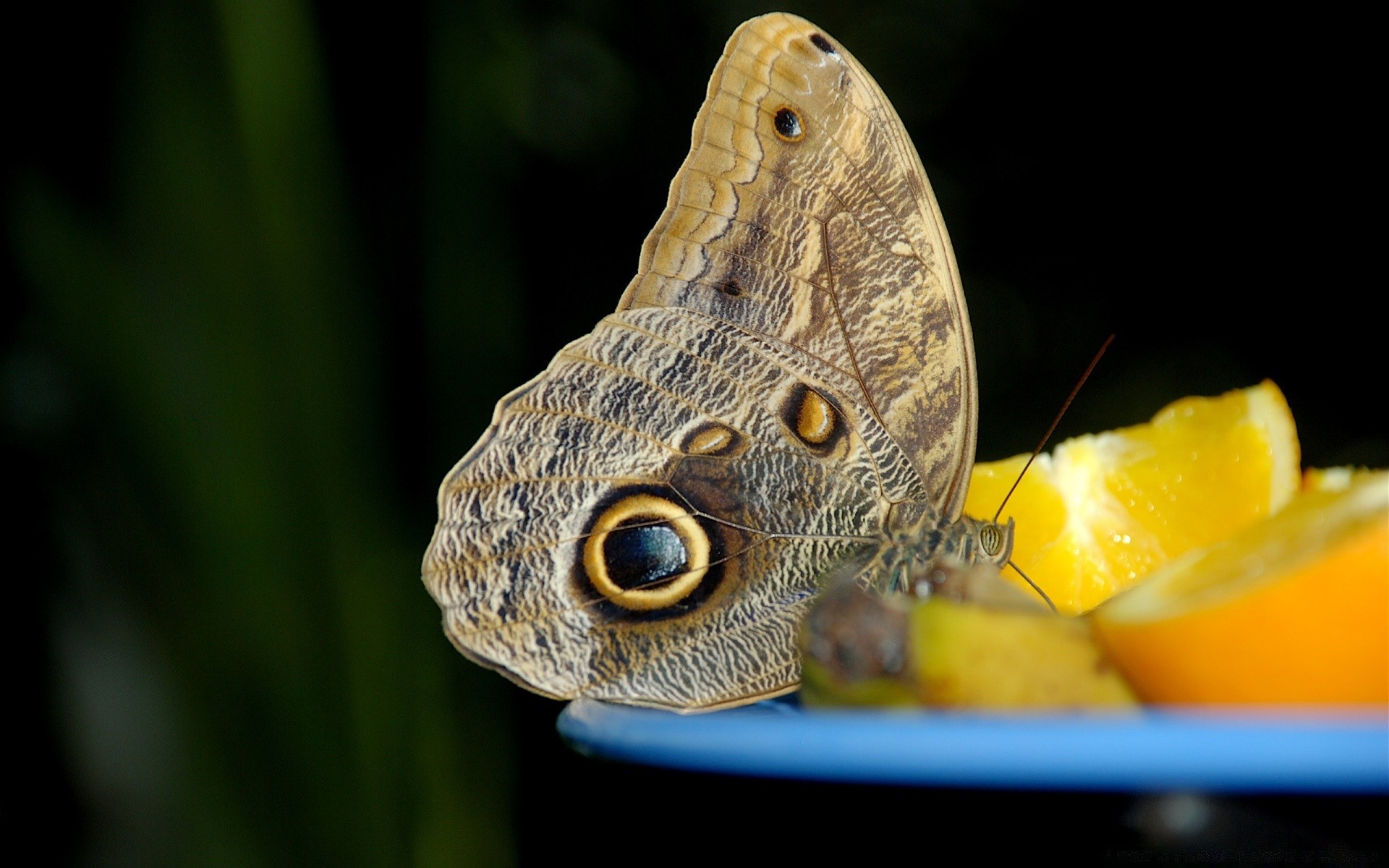 insetos natureza borboleta animal vida selvagem inseto ao ar livre tropical selvagem close-up pequeno área de trabalho solteiro cor asa invertebrados exótico jardim